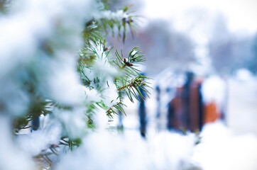 snow covered needles