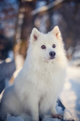 Japan Spitz im Winter beim Sonnenuntergang. Weißer Hund steht im Park bei Schnee. 