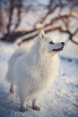 Obraz na płótnie Canvas Japan Spitz im Winter beim Sonnenuntergang. Weißer Hund steht im Park bei Schnee. 