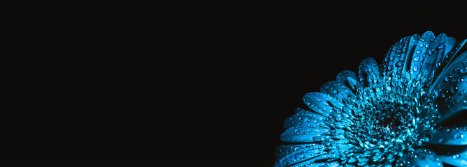 Large beautiful gerbera of blue color in drops isolated on black background with copy space, text...