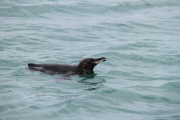 Fototapeta premium Little Penguin swims in the sea of the Galapagos Islands