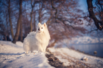 Japan Spitz im Winter beim Sonnenuntergang. Weißer Hund steht im Park bei Schnee. 