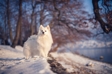 Japan Spitz im Winter beim Sonnenuntergang. Weißer Hund steht im Park bei Schnee. 