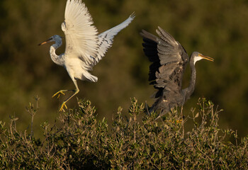 The western reef heron is also called the western reef egret