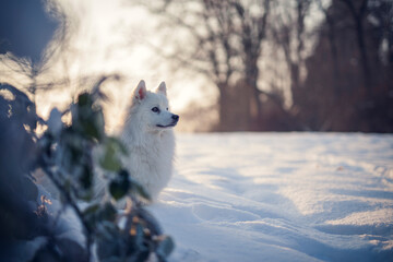 Japan Spitz im Winter beim Sonnenuntergang. Weißer Hund steht im Park bei Schnee. 