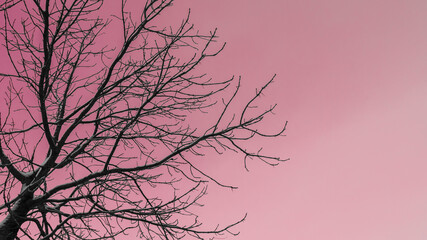 tree branches without leaves  in a purple background