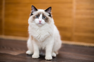 Beautiful young white purebred Ragdoll cat with blue eyes