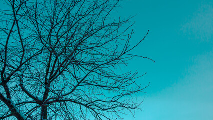 tree branches without leaves  in a blue background