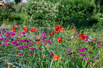Obraz na płótnie Canvas Red poppy flower on dark green background summer time