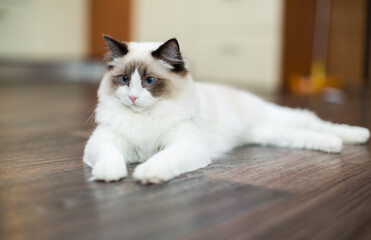 Beautiful young white purebred Ragdoll cat with blue eyes