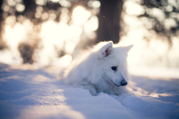 Obraz premium Japan Spitz im Winter beim Sonnenuntergang. Weißer Hund steht im Park bei Schnee. 
