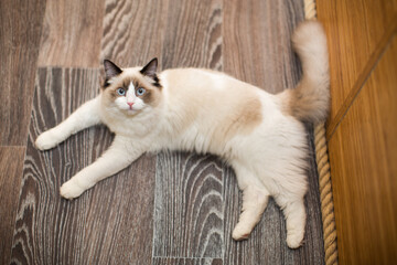 Beautiful young white purebred Ragdoll cat with blue eyes © Peredniankina