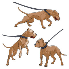 Pit Bull Terrier with a collar. Dog on a leash. Vector illustration on a white background.