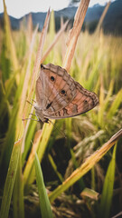 Close up of butterflies in the rice fields