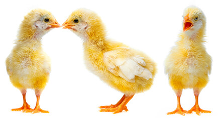 cute chickens - love