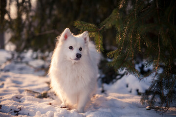 Japan Spitz im Winter beim Sonnenuntergang. Weißer Hund steht im Park bei Schnee. 