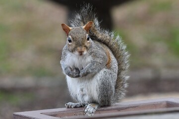Squirrel
