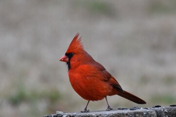 Cardinal red bird