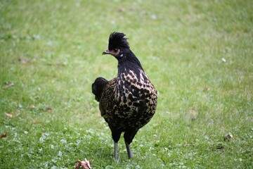 Poule crèvecoeur