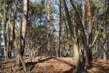 Sonnige, stimmungsvolle Waldlandschaft im Grunewald in Berlin bei Sonnenschein