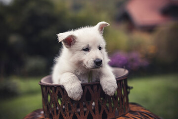 Swiss Shepherd puppy in a basekt. Newborn dog sitting in a Box. Potrait of a young white Dog