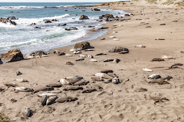 tired relaxing seals at the beach
