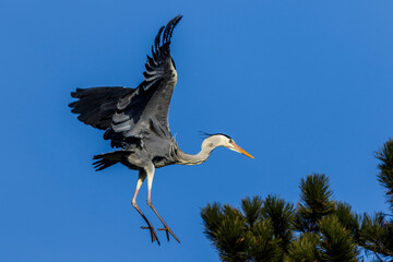 Graureiher (Ardea cinerea)