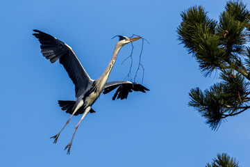 Graureiher (Ardea cinerea) mit Nistmaterial