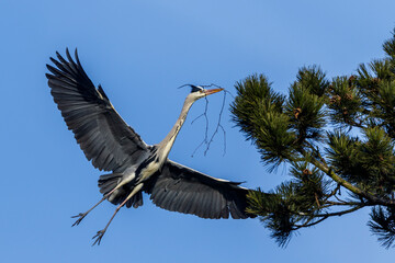 Graureiher (Ardea cinerea) mit Nistmaterial