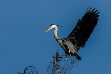 Graureiher (Ardea cinerea)