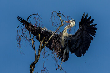 Graureiher (Ardea cinerea) holt Nistmaterial