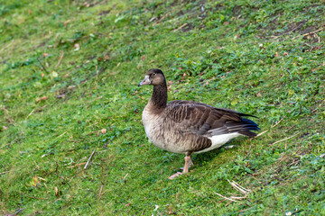 A handsome goose descends the hillside