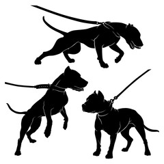 Pit Bull Terrier with a collar. Dog on a leash. Silhouette. Vector illustration on a white background.