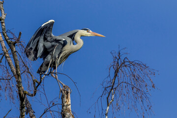 Graureiher (Ardea cinerea)