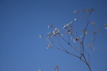 Wild flowers frosted on blue sky background