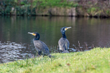 Two wonderful cormorants are located on the green grass of the river bank