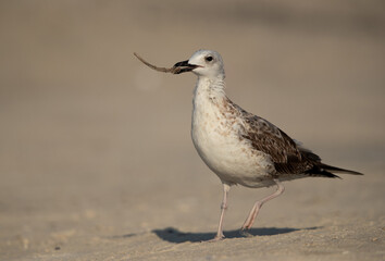 Juvenile Lesser Black-backed Gull with left over food at Busaiteen coast, Bahrain