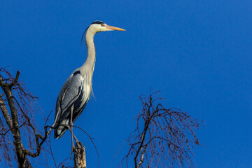 Graureiher (Ardea cinerea)