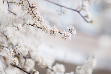 Branch of Cherry tree with bloom in spring. White cherry blooming. Spring clear sunny blue sky day. Selective focus. Free space. 