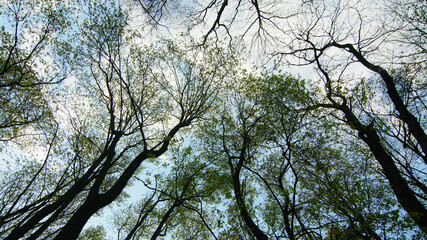 branches against blue sky