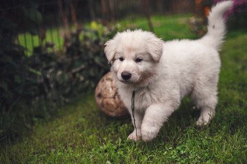 Portrait of a Swiss shepherd in the garden. Young white Puppy exploring the nature. Small dog walking and standing around