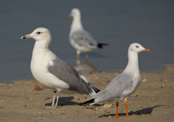 Lesser Black-backed Gull and slender-billed gull at Busaiteen coast, Bahrain