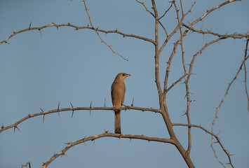 Grey Hypocolius perched on acacia tree in the morning hours, Bahrain