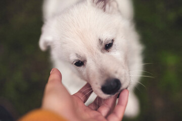 White swiss shepherd puppy bite in a hand. Young dog playing with a human