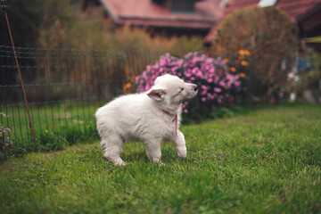 Portrait of a Swiss shepherd in the garden. Young white Puppy exploring the nature. Small dog walking and standing around