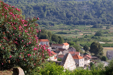 Pink oleander flowers in Lastovo, small town on island Lastovo, Croatia. Traditional Mediterranean...