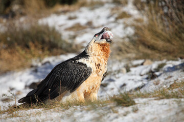 The bearded vulture (Gypaetus barbatus), also known as the lammergeier or ossifrage, the adult swallowing huge bone, typical food on the snow.