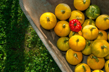 decorative pumpkins in a garden wheelbarrow sparkle in the bright sun