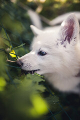 Naklejka premium Sleepy small Swiss shepherd dog in the grass. newborn puppy at breeders garden. Tired young dog lying on the ground
