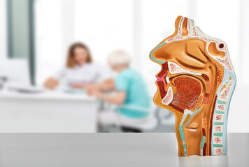 Diagnosis and treatment of ENT diseases. Nasal and oral cavity anatomical model on a table, over background ENT doctor consultation for her patient - obrazy, fototapety, plakaty